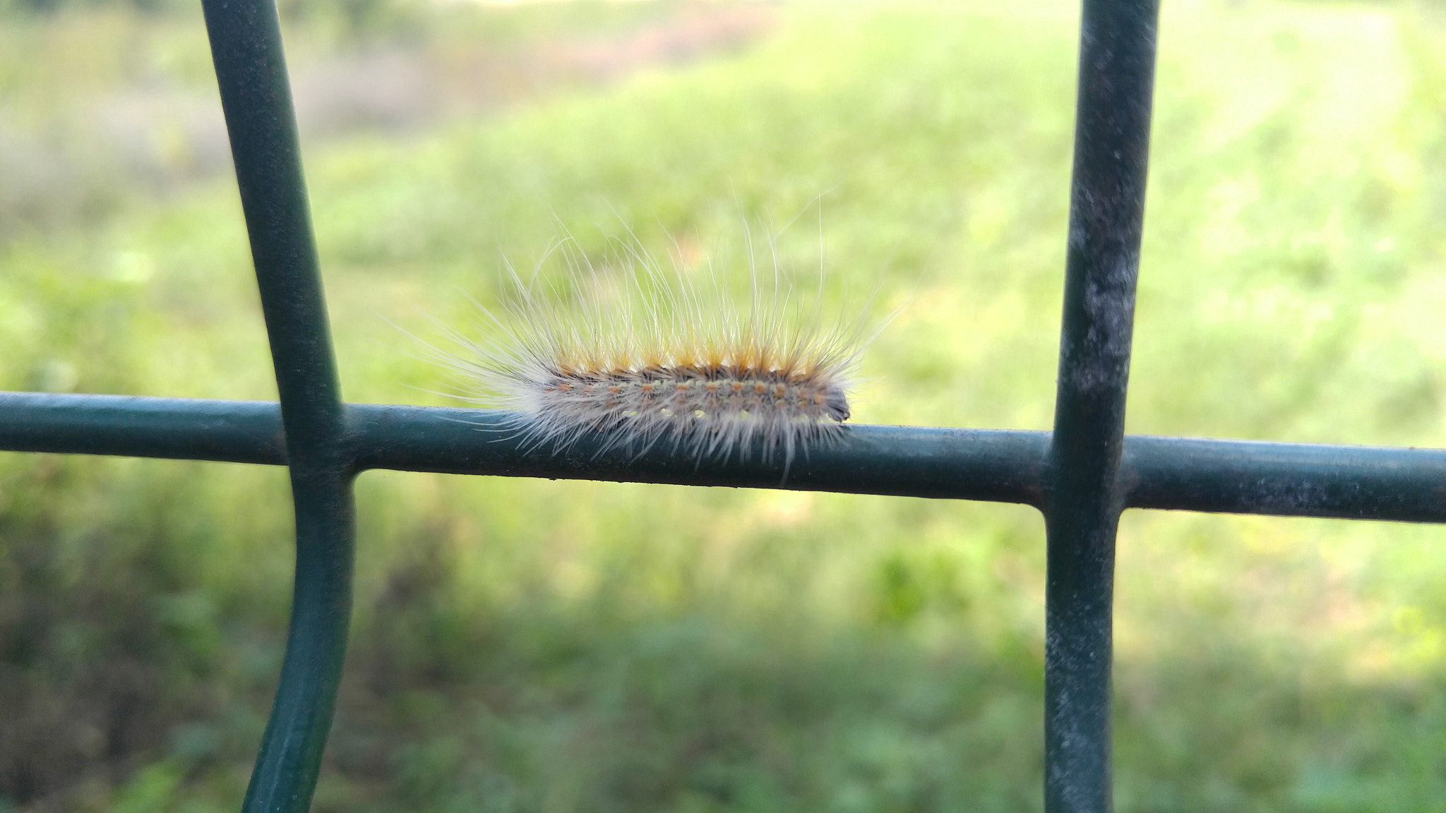 LG V10 sample photo