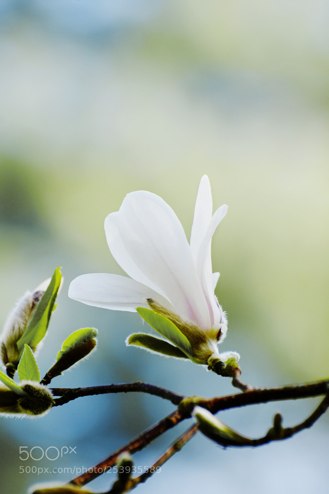 Nikon D7200 sample photo. Magnolia photography