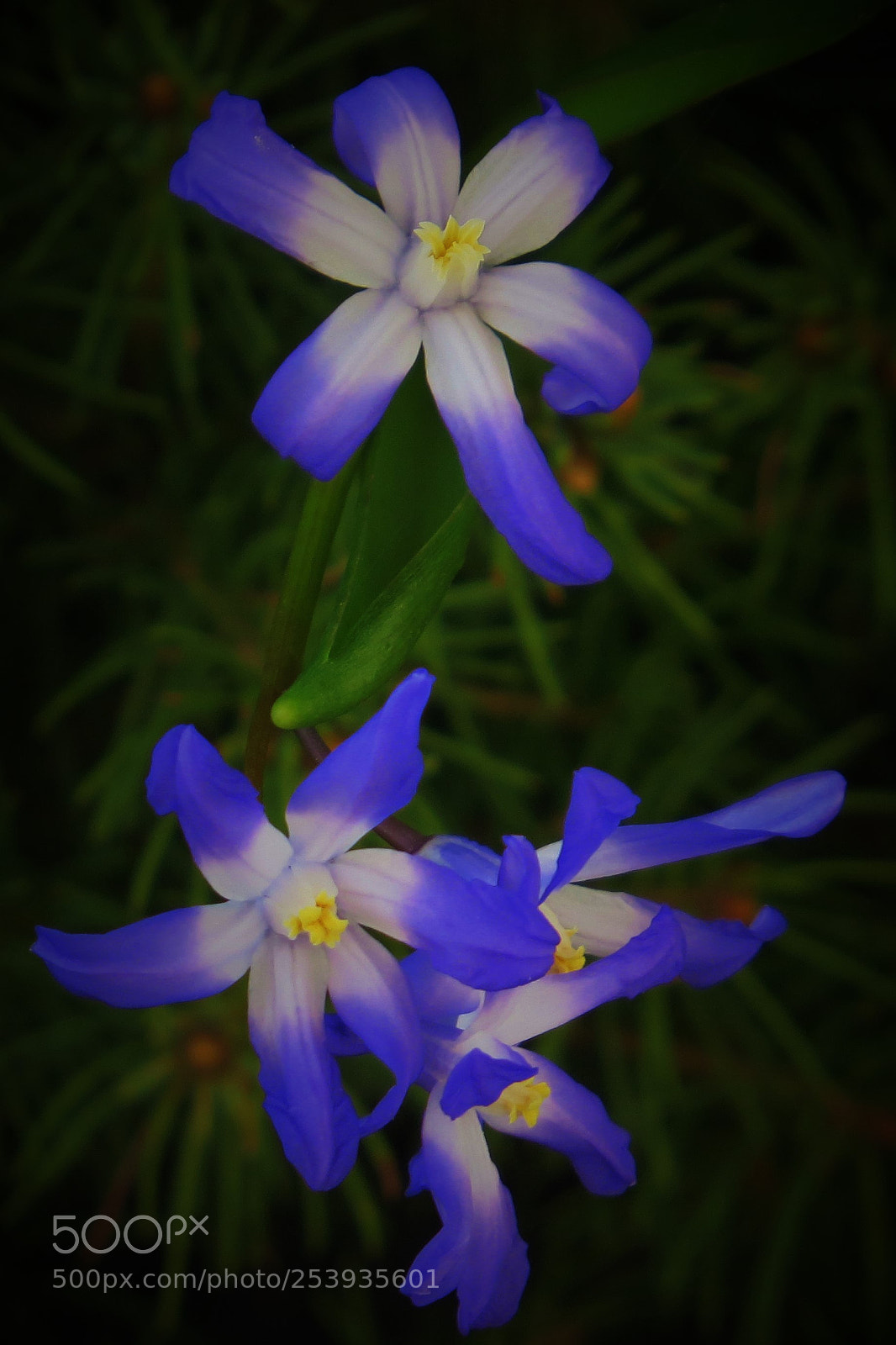 Canon PowerShot SX50 HS sample photo. Blue flowers at dawn () photography