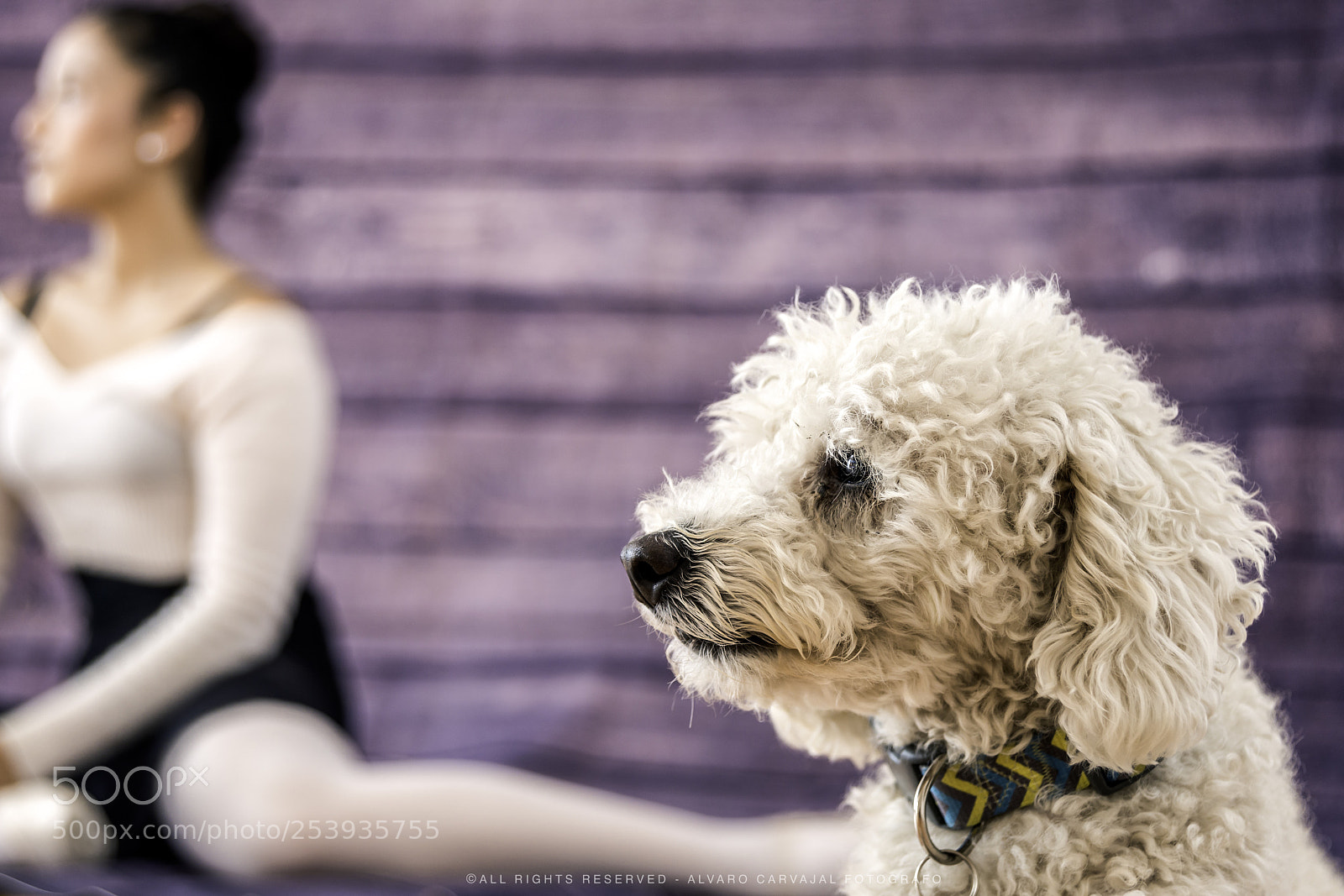 Nikon D800 sample photo. Dancing dog photography