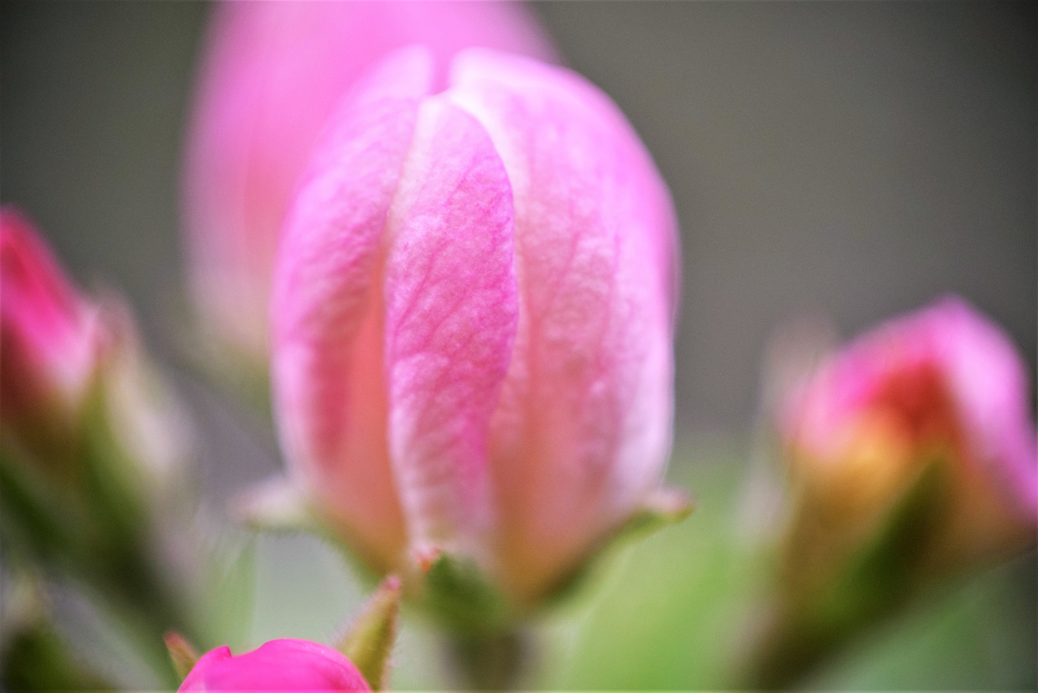 Nikon D3300 sample photo. Pupi photography