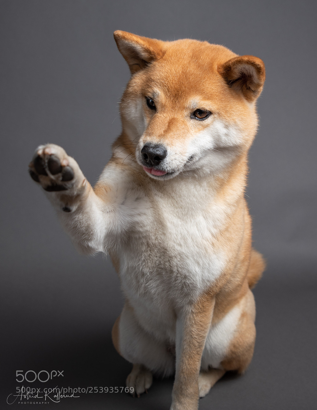Nikon D500 sample photo. High five photography