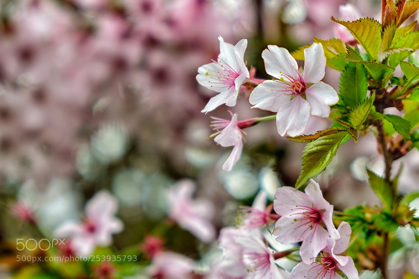 Fujifilm X-T20 sample photo. Cherry blossom photography