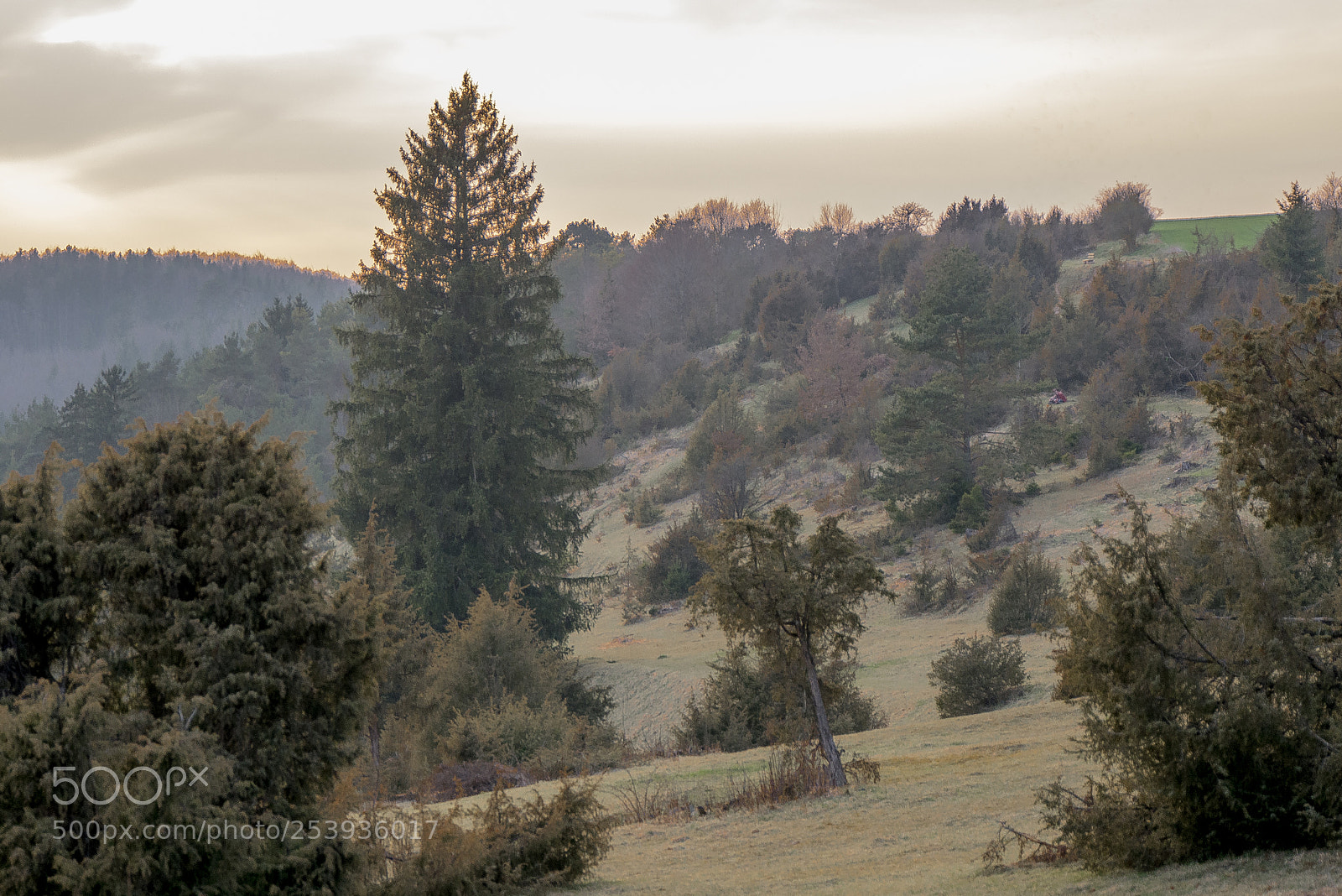 Panasonic DMC-G70 sample photo. Woodland on sundown photography