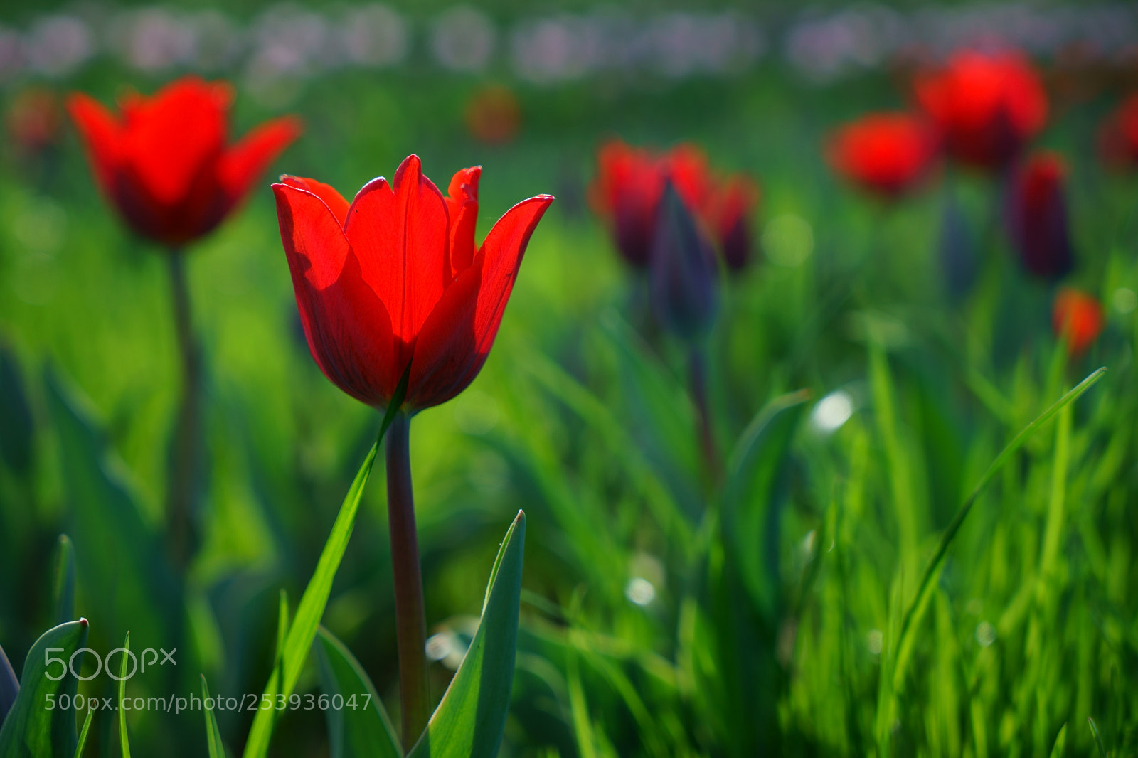 Sony a7 II sample photo. Red photography