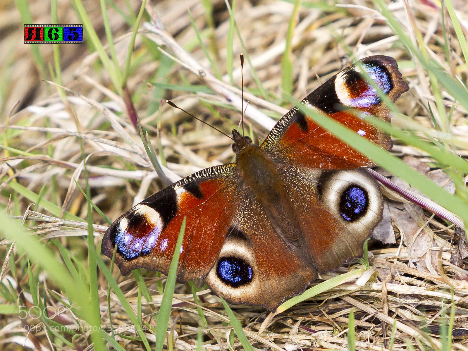 Canon EOS-1D Mark IV sample photo. Ein tagpfauenauge - eine photography