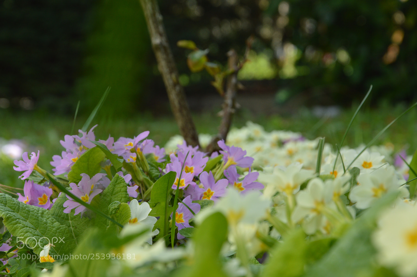 Nikon D3200 sample photo. Le printemps est de photography