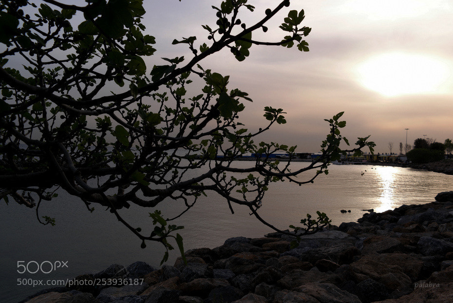 Samsung NX1 sample photo. ... photography