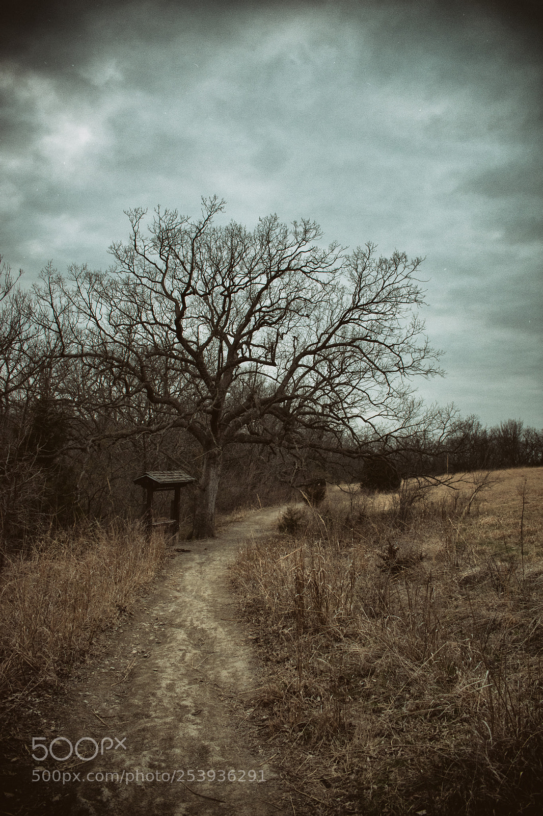Nikon D3400 sample photo. Hylophobia photography