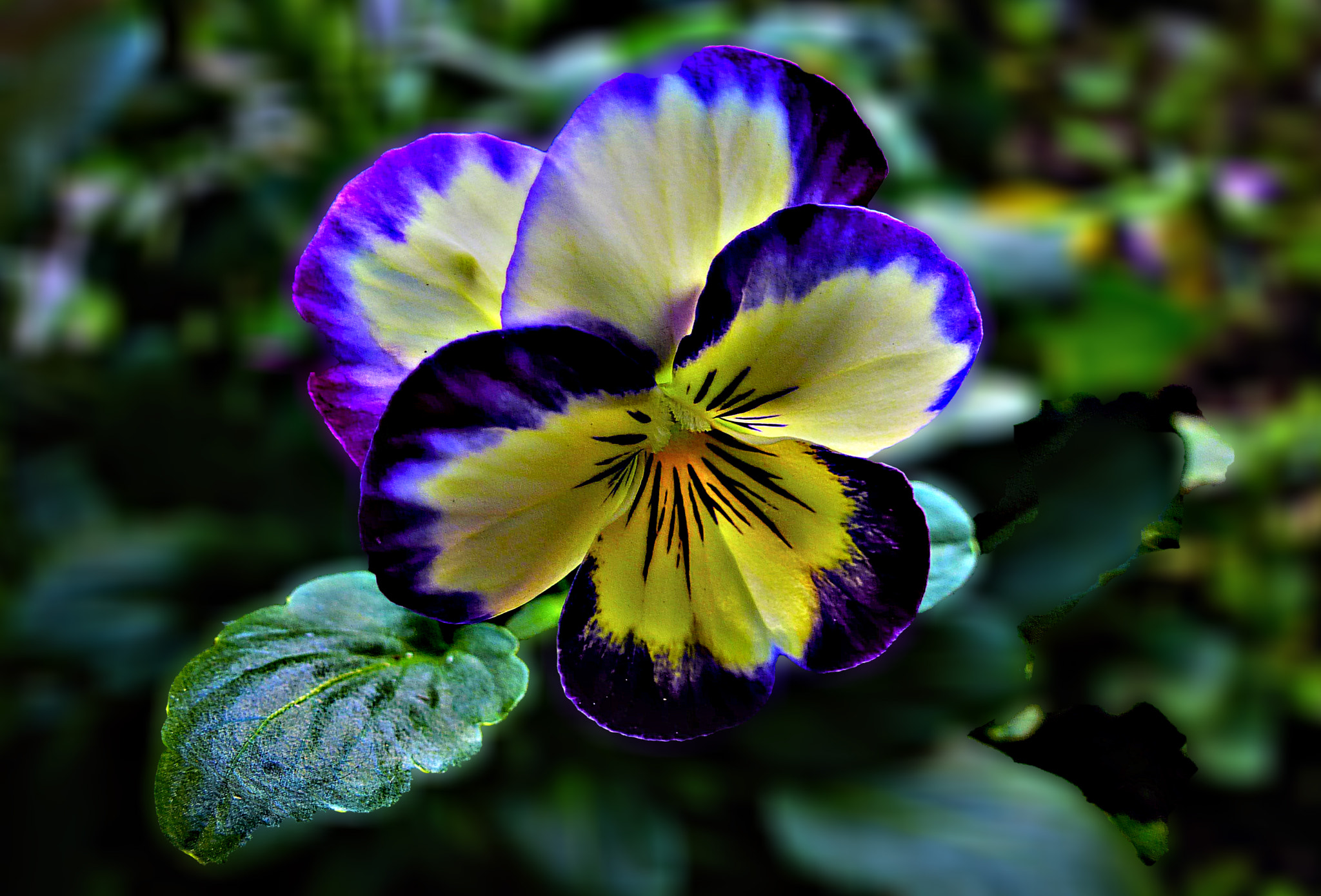 Panasonic Lumix DMC-ZS15 (Lumix DMC-TZ25) sample photo. Viola photography