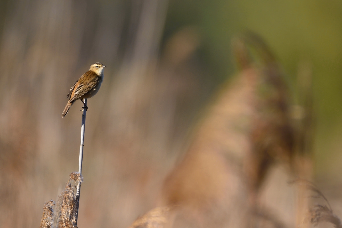 Nikon D7200 sample photo. Acrocephalus schoenobaenus photography