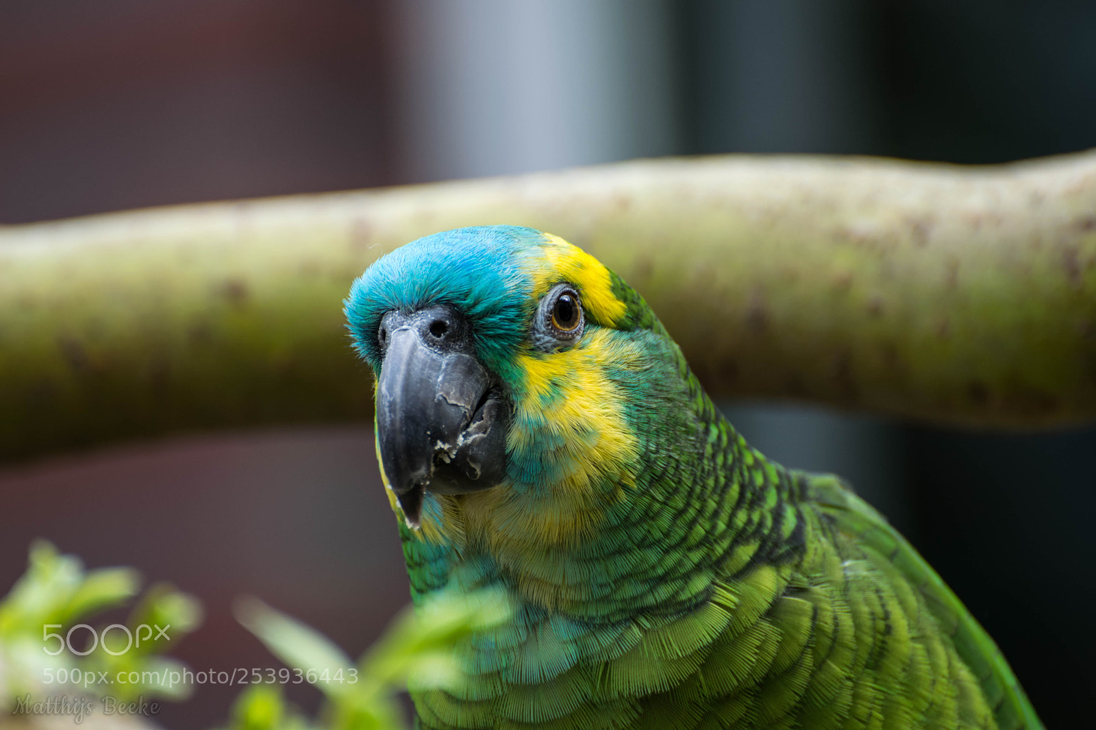 Nikon D3300 sample photo. Parrot on homemade tree photography