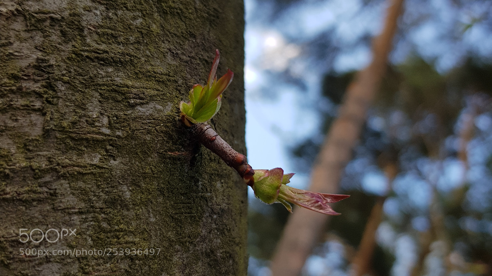 Samsung Galaxy S8 sample photo. Nowe photography