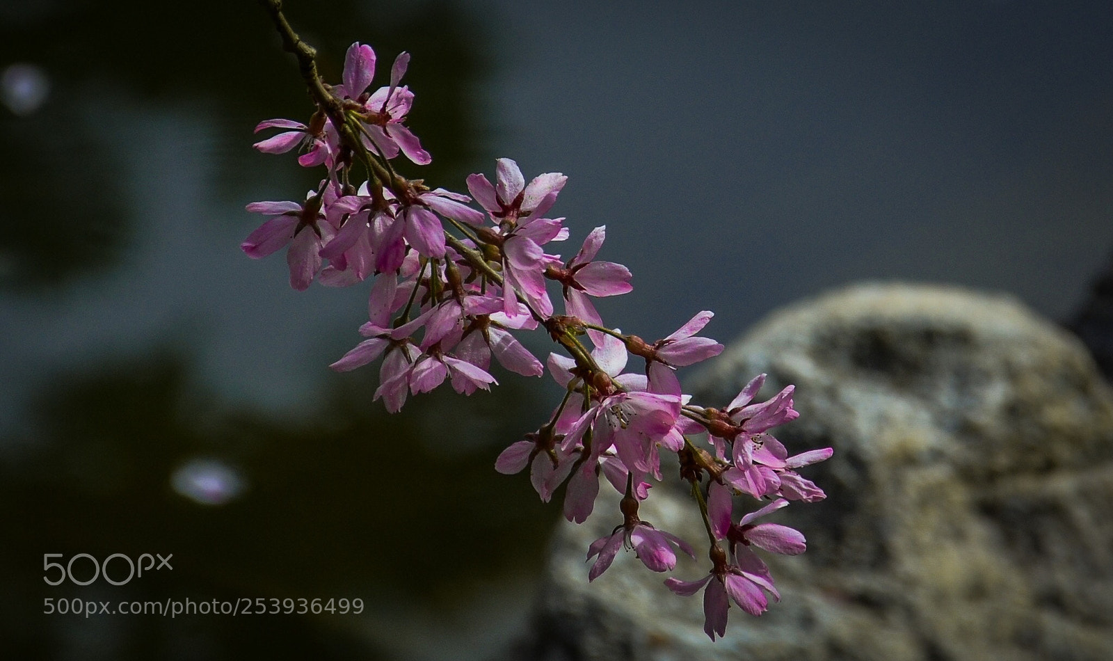 Nikon D7000 sample photo. Purple flower  photography