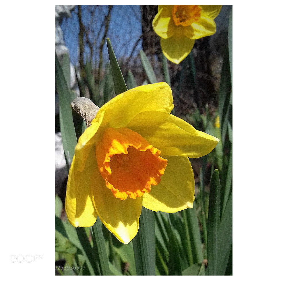 Samsung Galaxy J3(2016) sample photo. Nice flower from garden photography