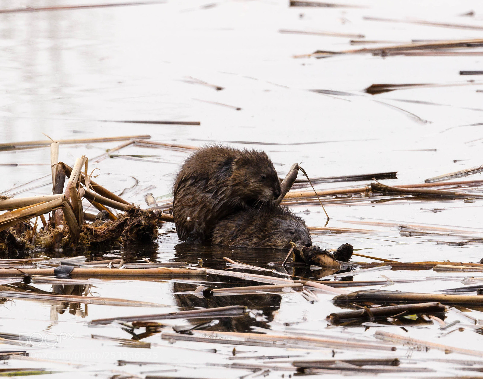 Canon EOS 600D (Rebel EOS T3i / EOS Kiss X5) sample photo. Muskrat love photography