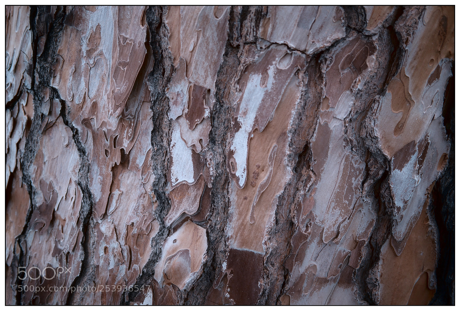 Fujifilm X-T2 sample photo. Treebark texture photography