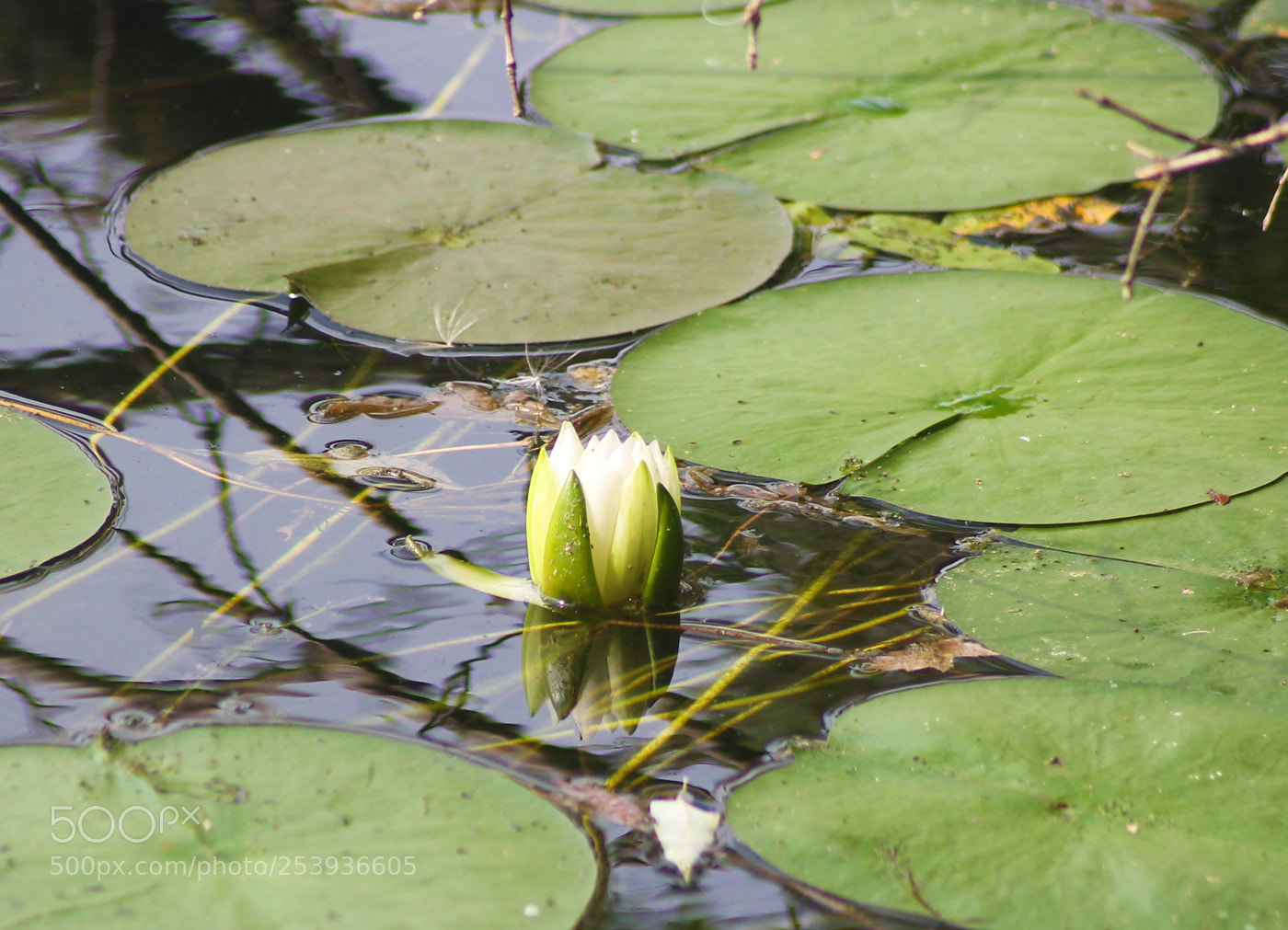 Canon EOS 1100D (EOS Rebel T3 / EOS Kiss X50) sample photo. () photography