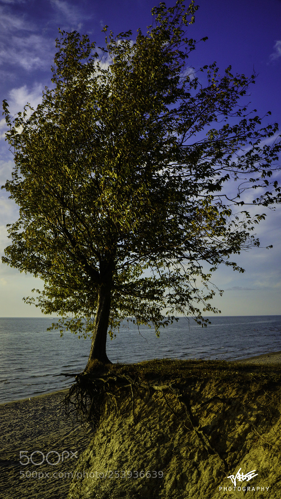Sony Alpha NEX-7 sample photo. Strong roots photography