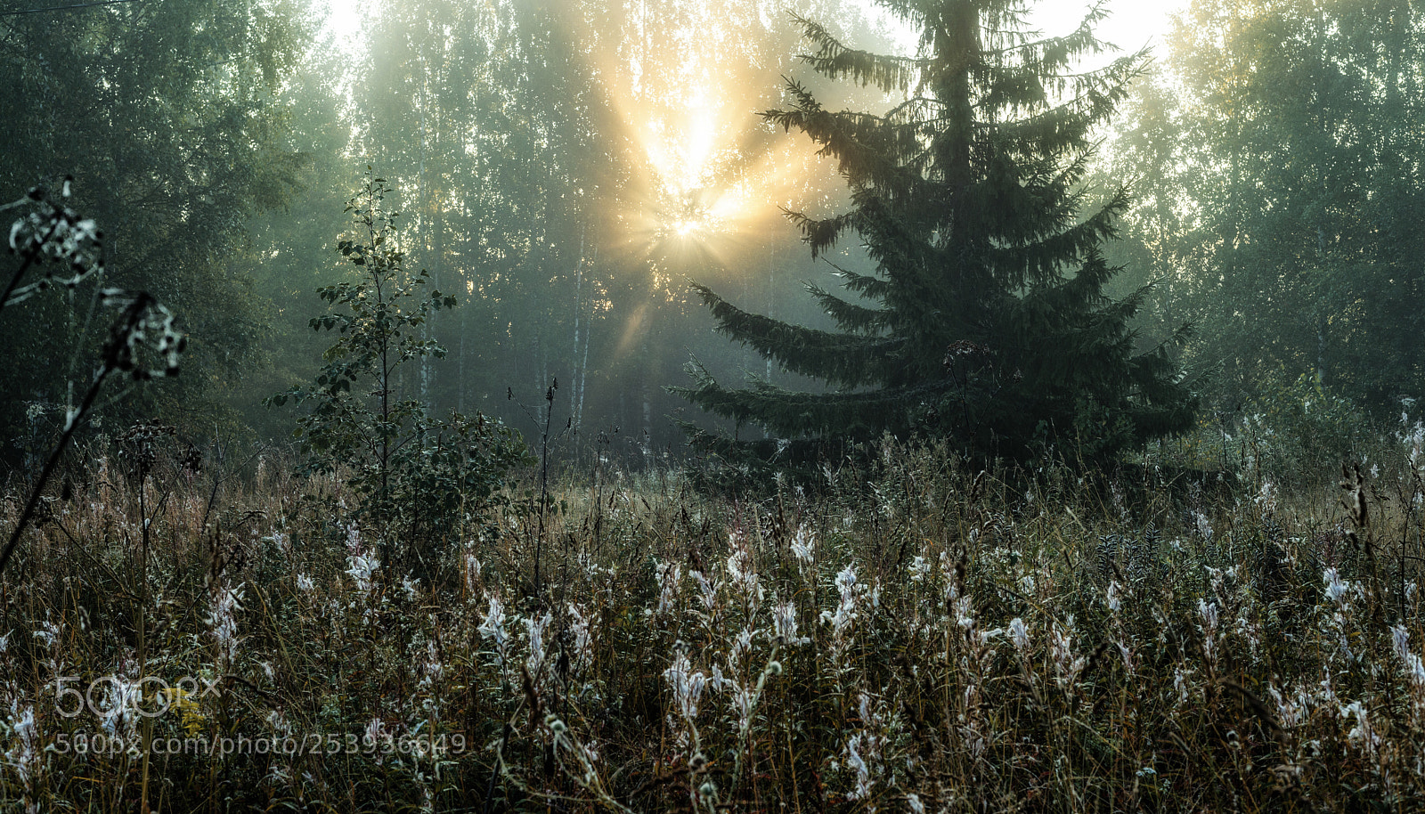 Nikon D600 sample photo. Sunrise rays photography
