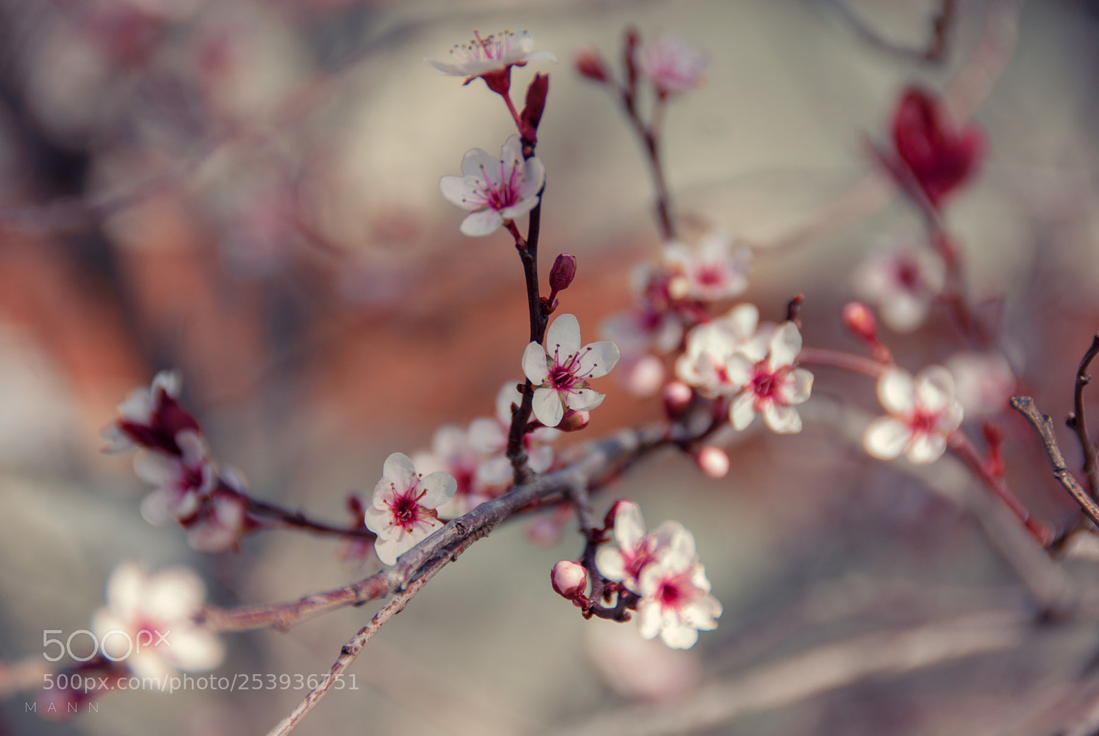 Nikon D200 sample photo. The bloom photography