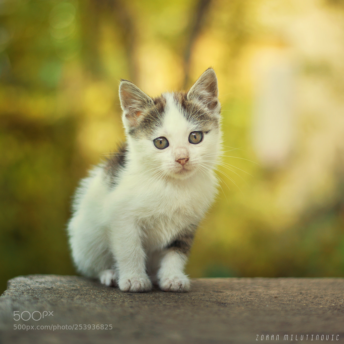 Nikon D800 sample photo. Little furball photography