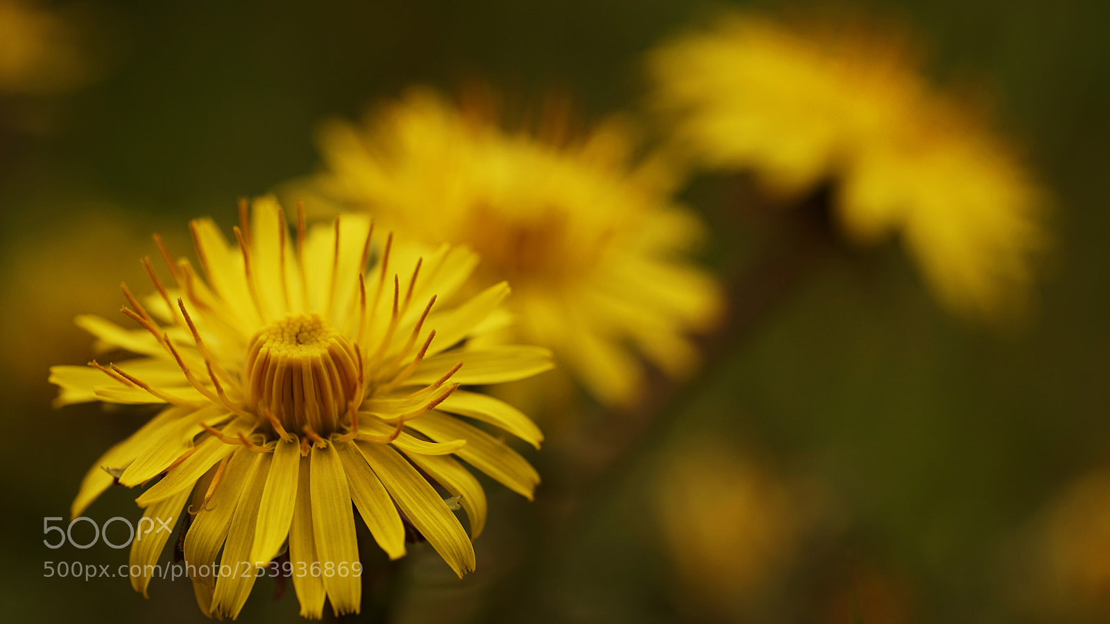 Sony a7 II sample photo. Malmequer! photography