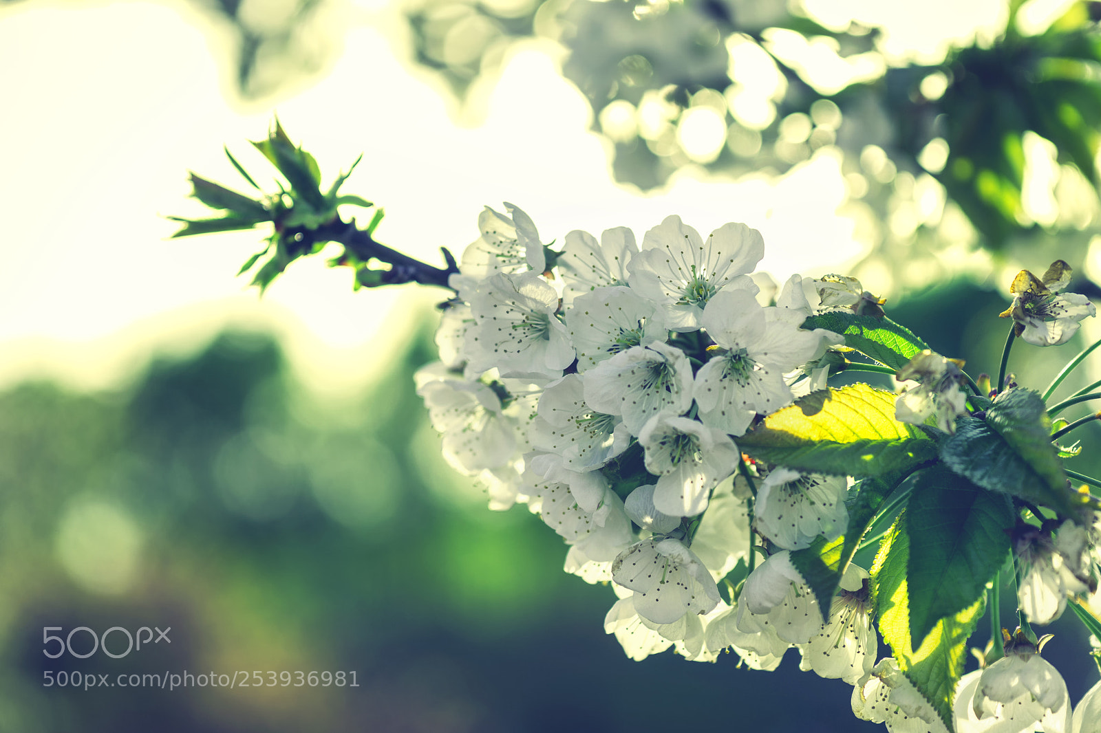 Sony a6000 sample photo. Bloom photography