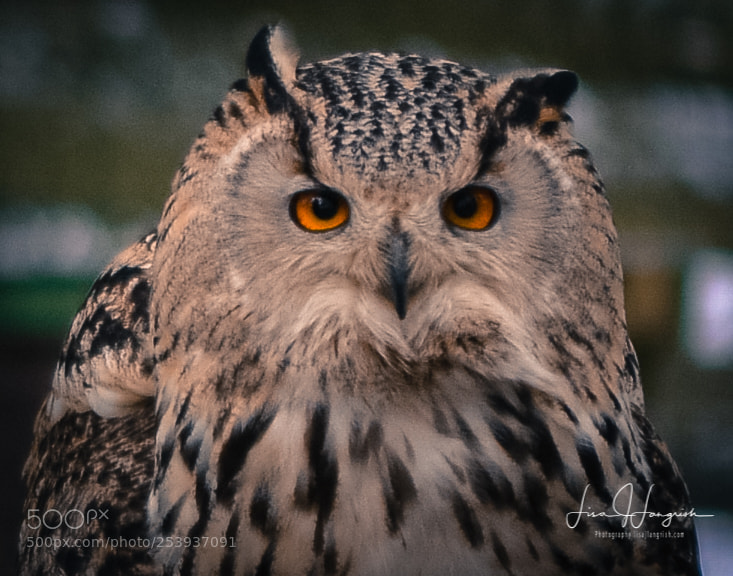 Nikon D7100 sample photo. That look photography