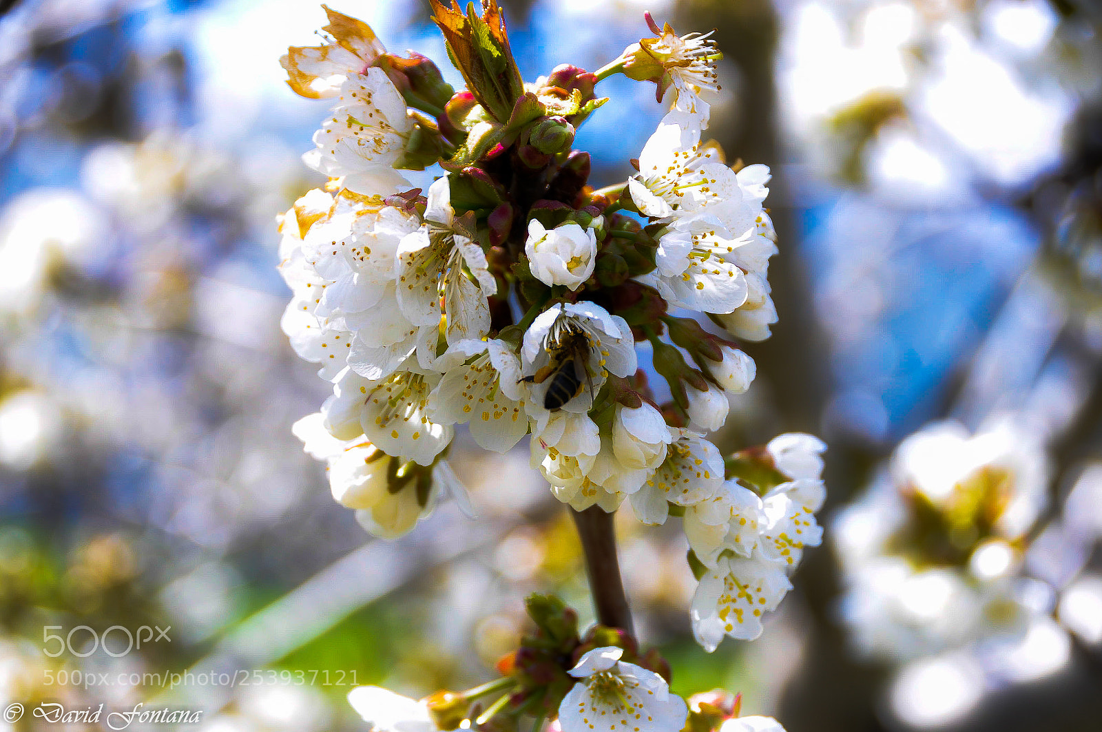 Nikon D90 sample photo. 15.jpg photography