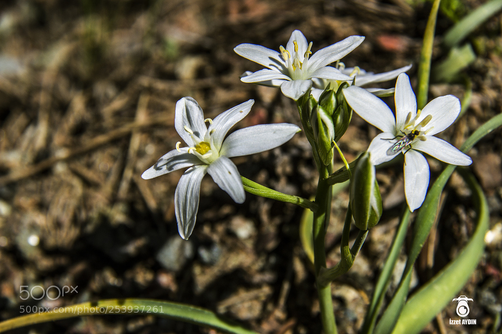 Canon EOS 600D (Rebel EOS T3i / EOS Kiss X5) sample photo. Spring photography