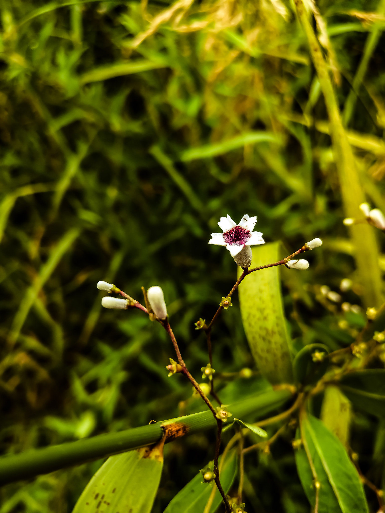 HTC U11 sample photo. Small flowers photography