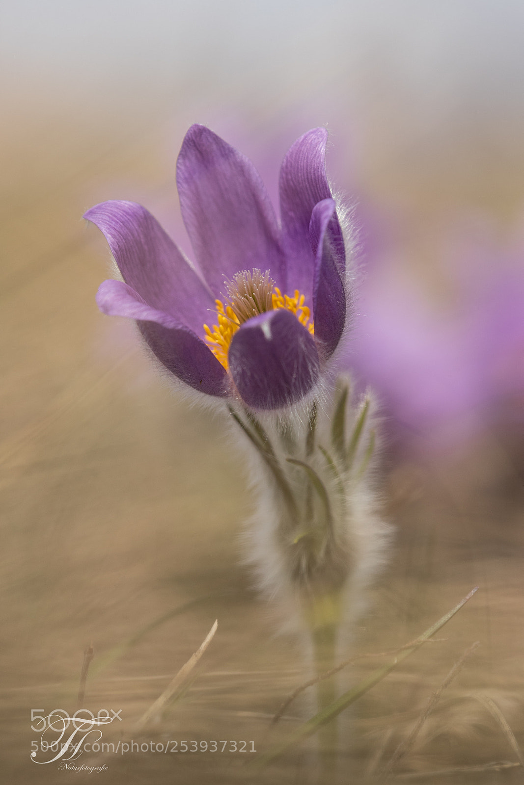 Canon EOS-1D X Mark II sample photo. Pulsatilla photography