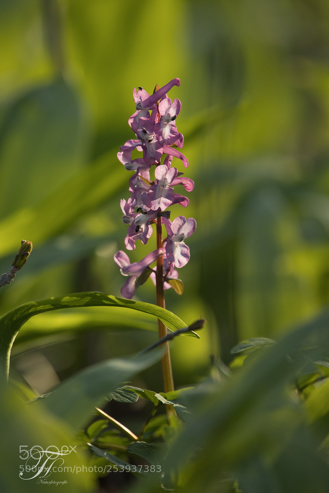 Canon EOS-1D X Mark II sample photo. Lerchensporn photography