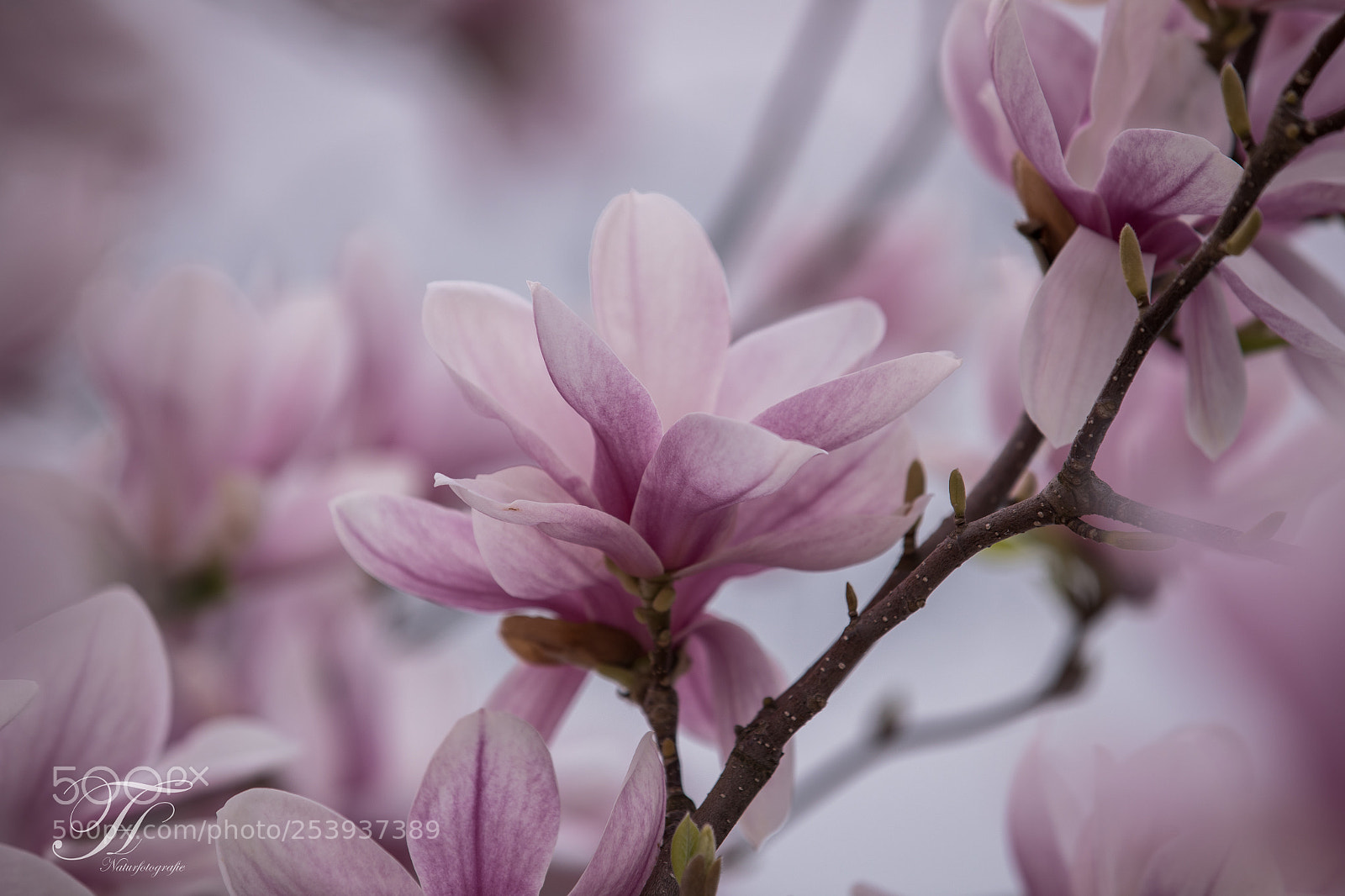 Canon EOS-1D X Mark II sample photo. Schönheit der magnolie photography