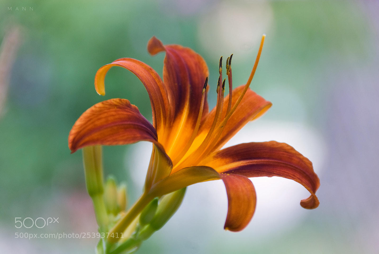 Nikon D200 sample photo. Lily photography