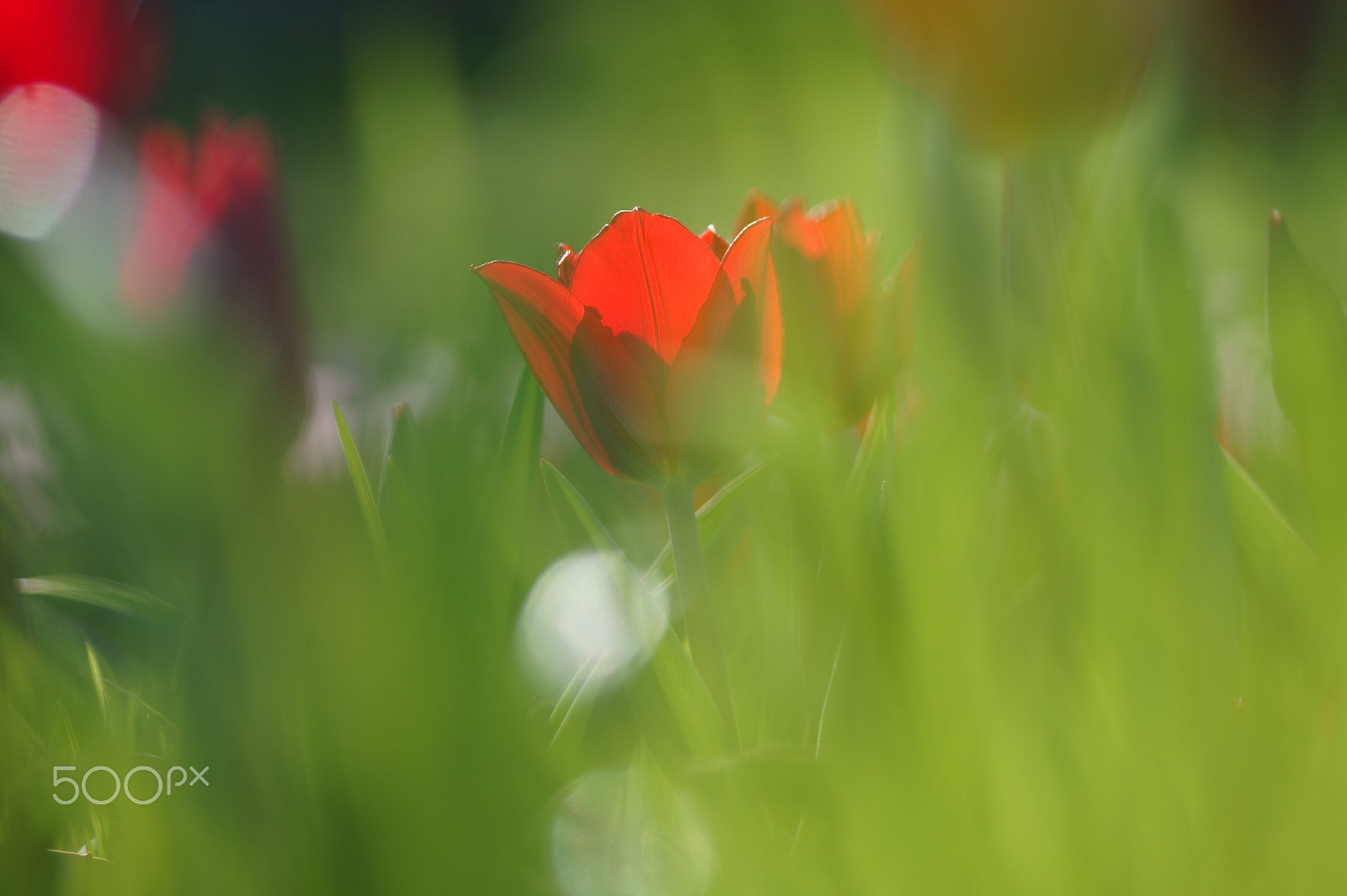 Sony DT 55-200mm F4-5.6 SAM sample photo. Red 2 photography