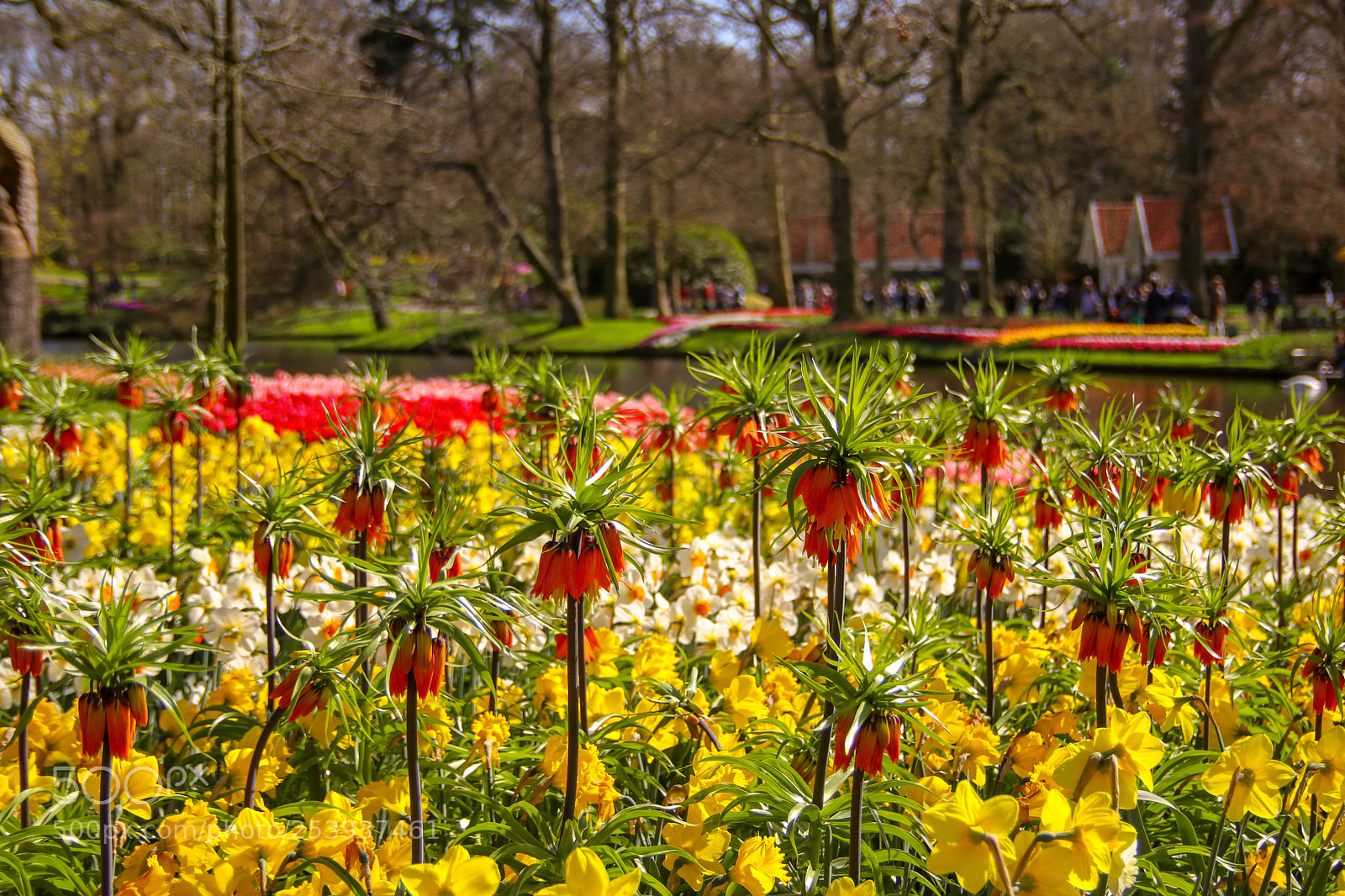 Canon EOS 80D sample photo. Colors in keukenhof  photography