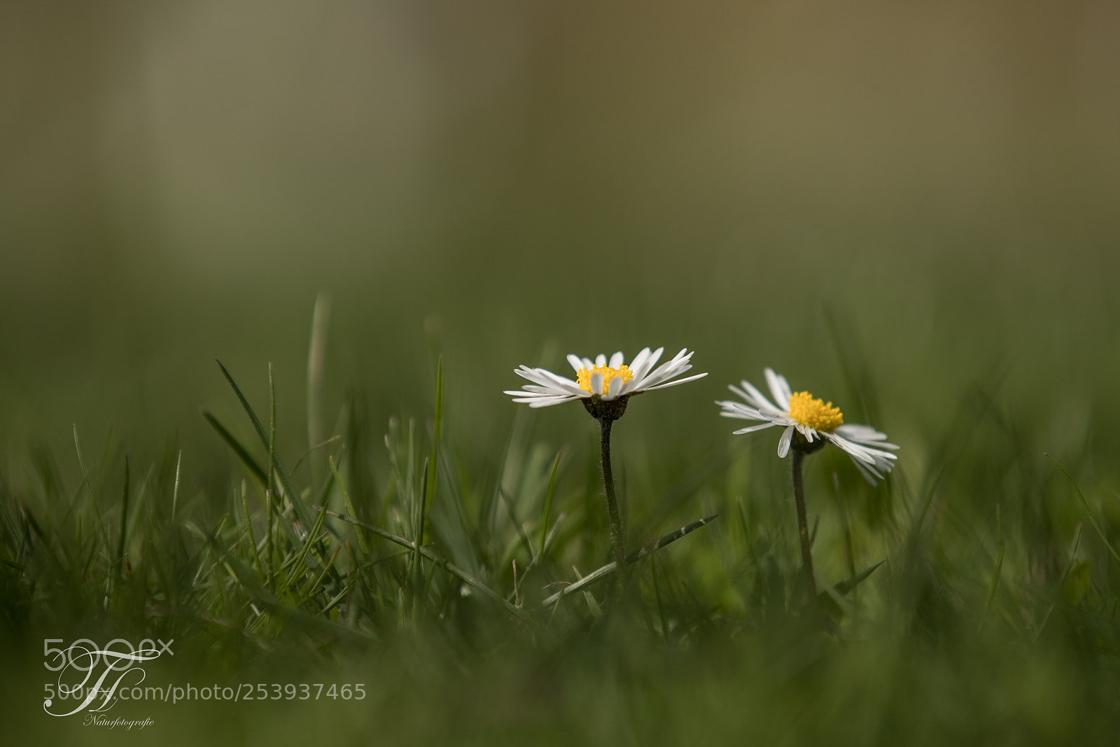 Canon EOS-1D X Mark II sample photo. 2 gegen den rest photography