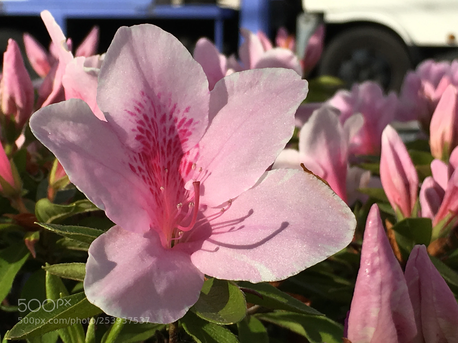 Apple iPhone 6s Plus sample photo. Spring2018 flowers photography