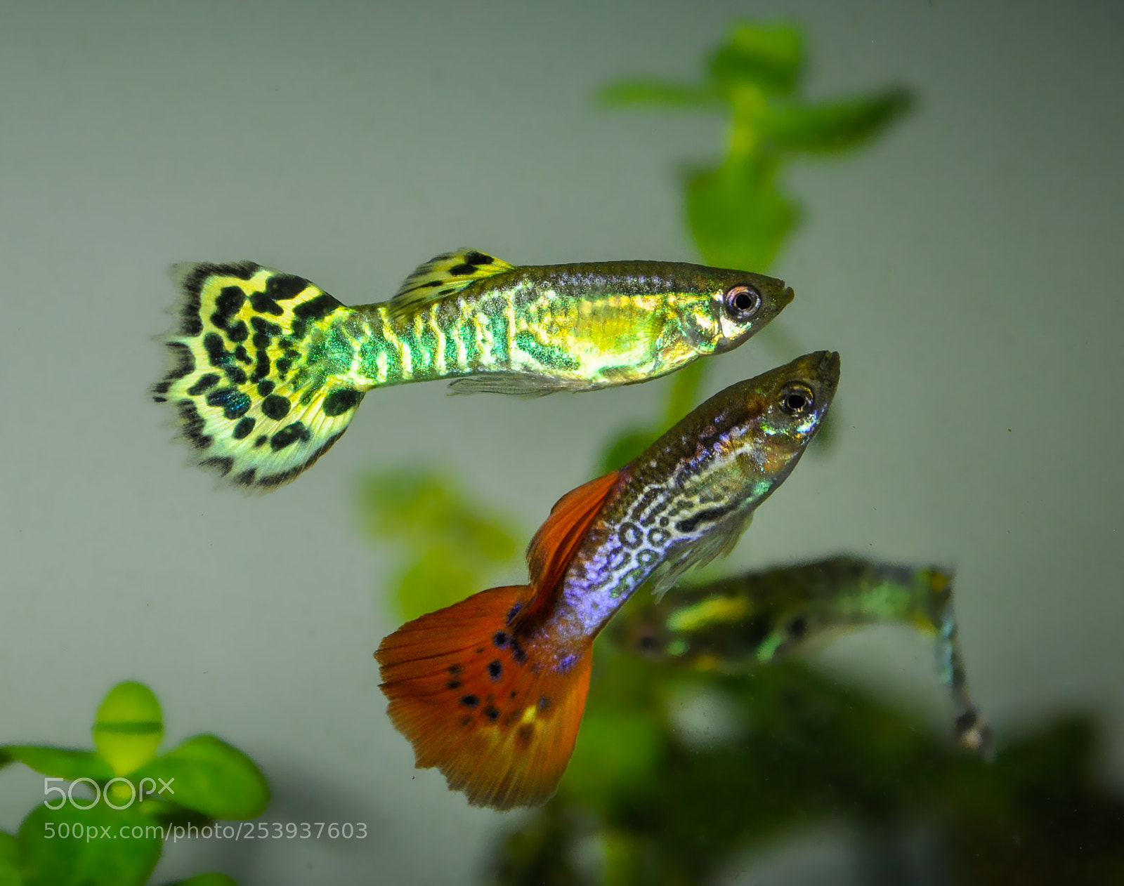 Nikon D5000 sample photo. Beautiful guppy photography
