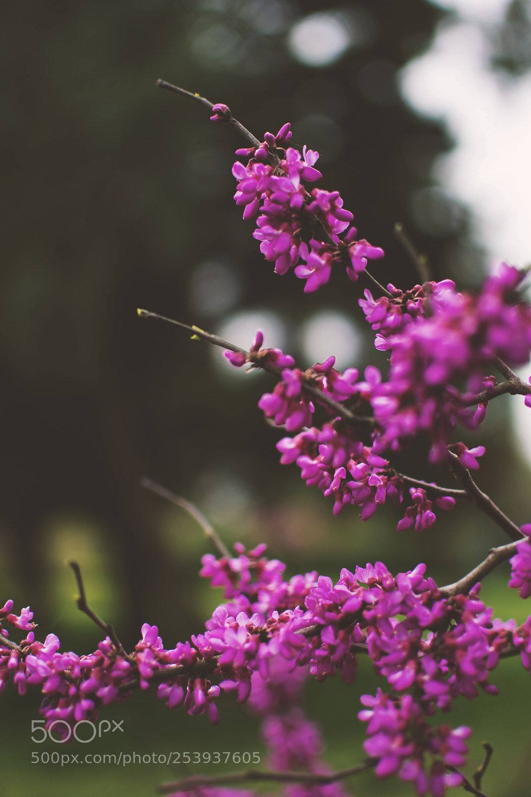 Nikon D3300 sample photo. Pink photography