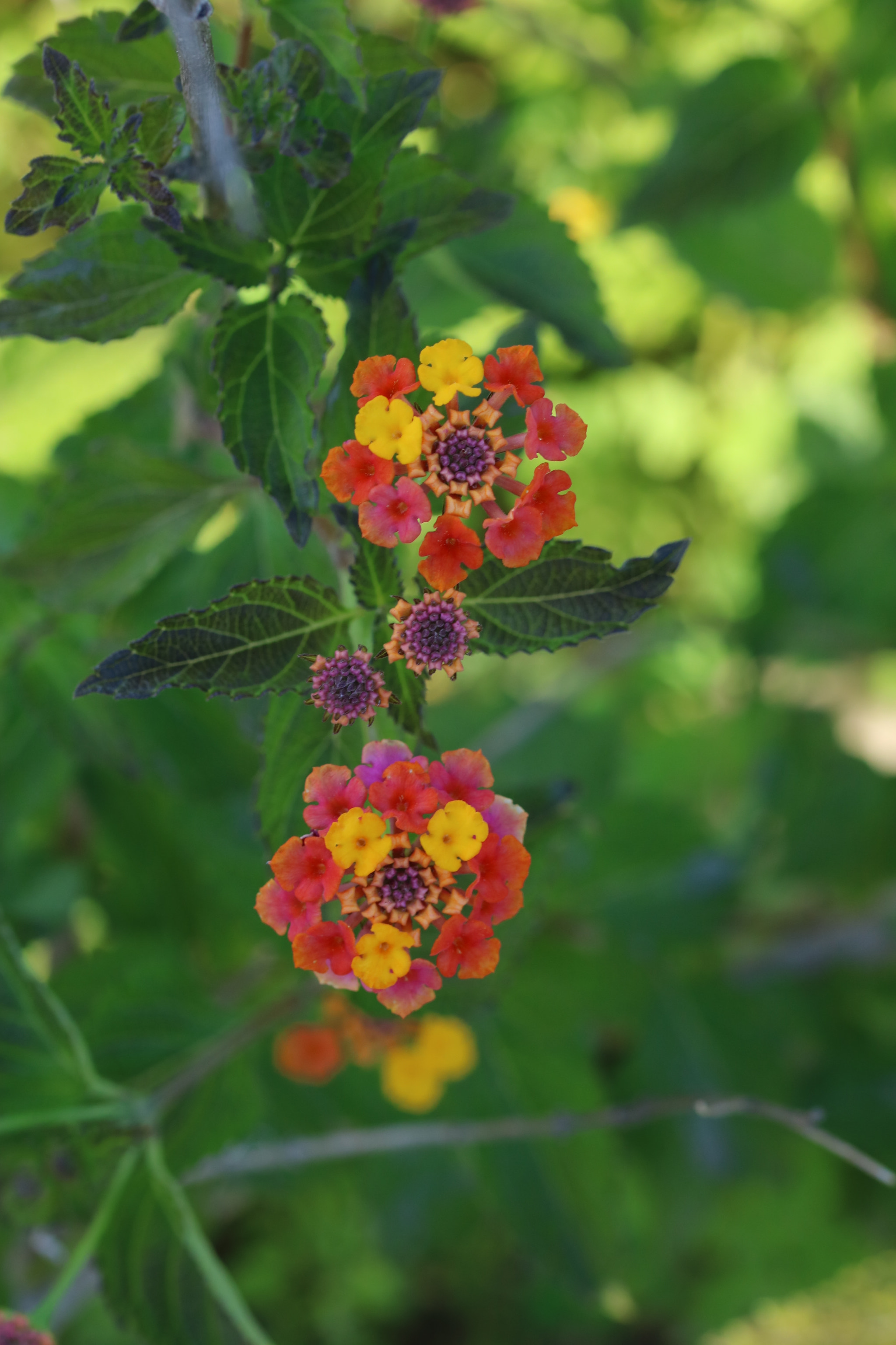 Sigma 105mm F2.8 EX DG OS HSM sample photo. Swamp flowers photography