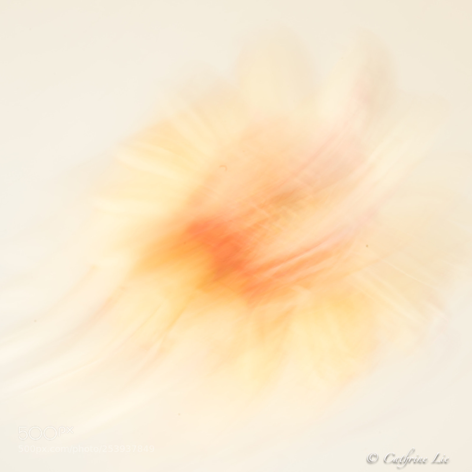 Nikon D800 sample photo. Abstract flower photography