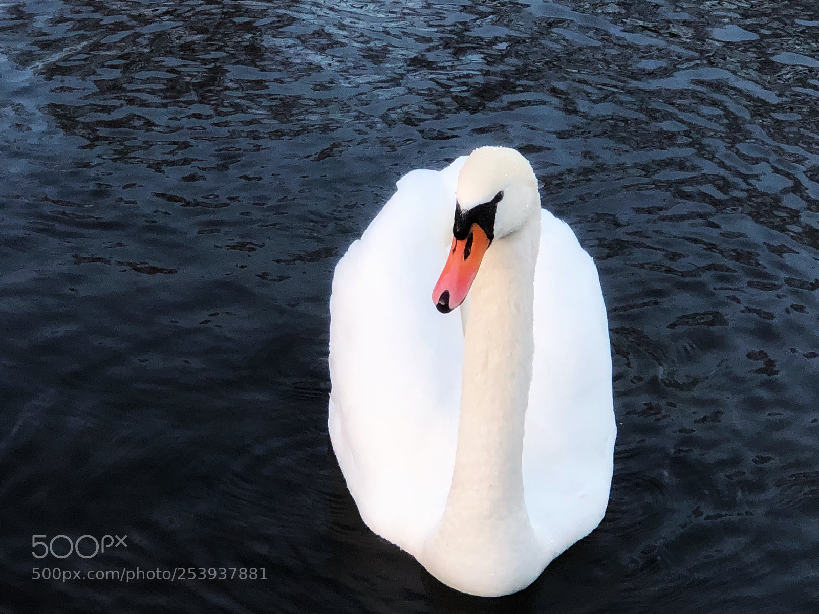 Apple iPhone 8 Plus sample photo. The swan look photography