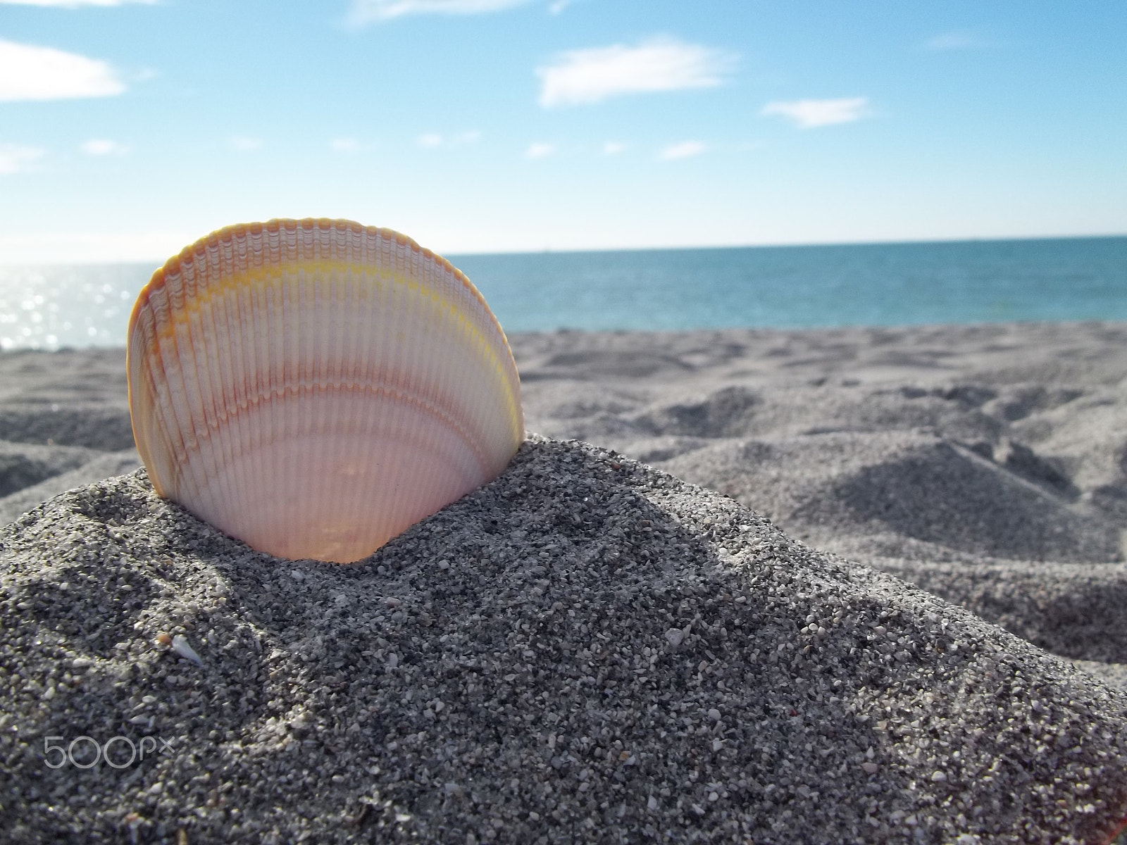 Kodak EASYSHARE C183 DIGITAL CAMERA sample photo. Colorful sea shell depth of field photography