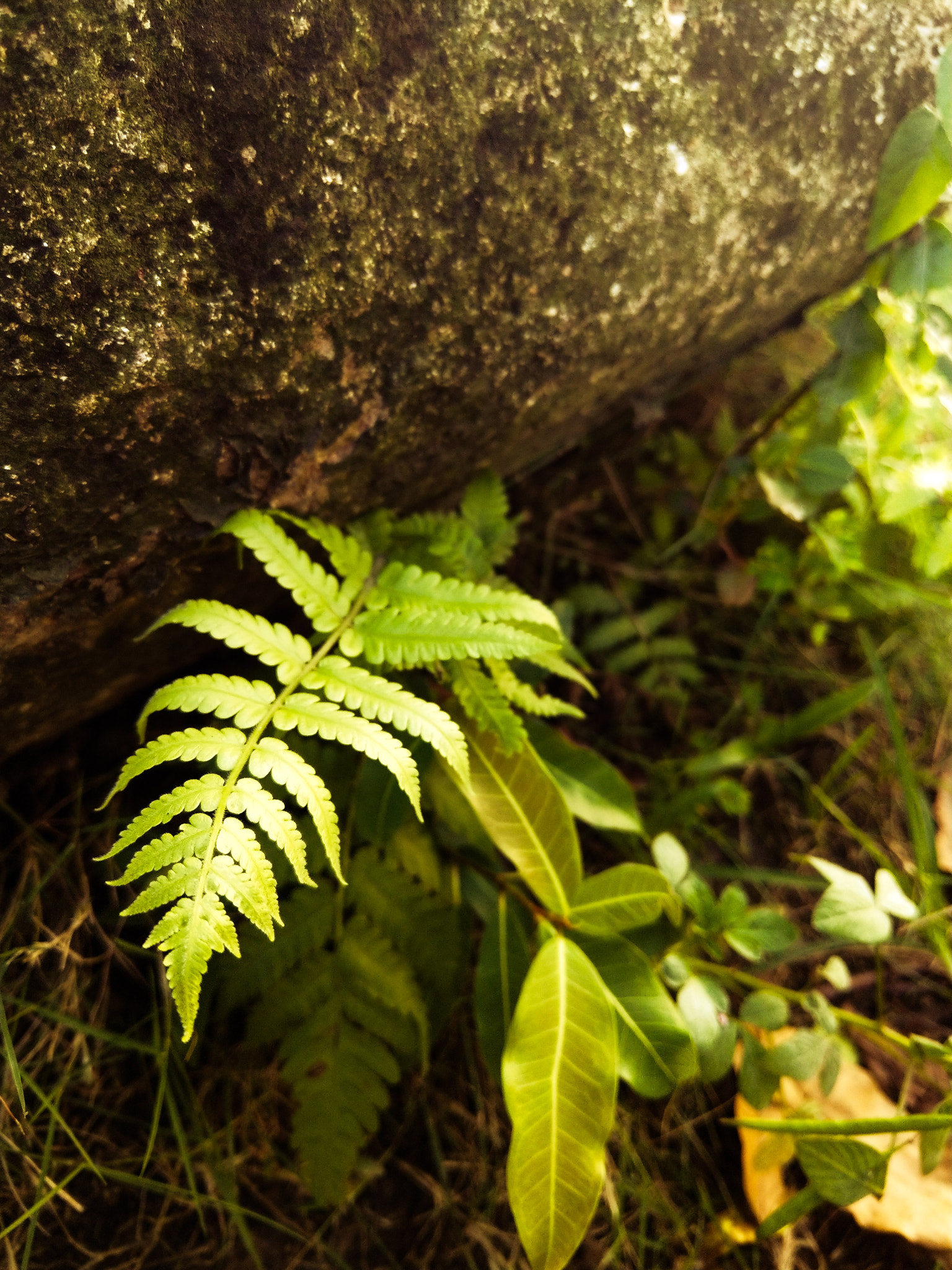 HTC U11 sample photo. Alive photography
