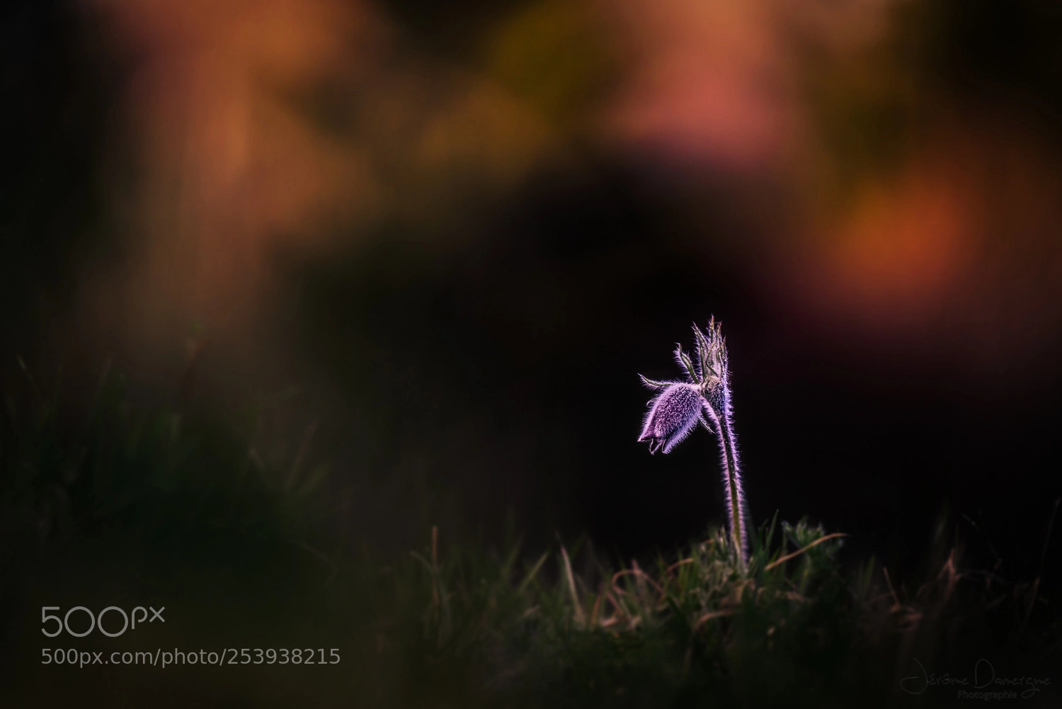 Nikon D810 sample photo. Divine pulsatille photography