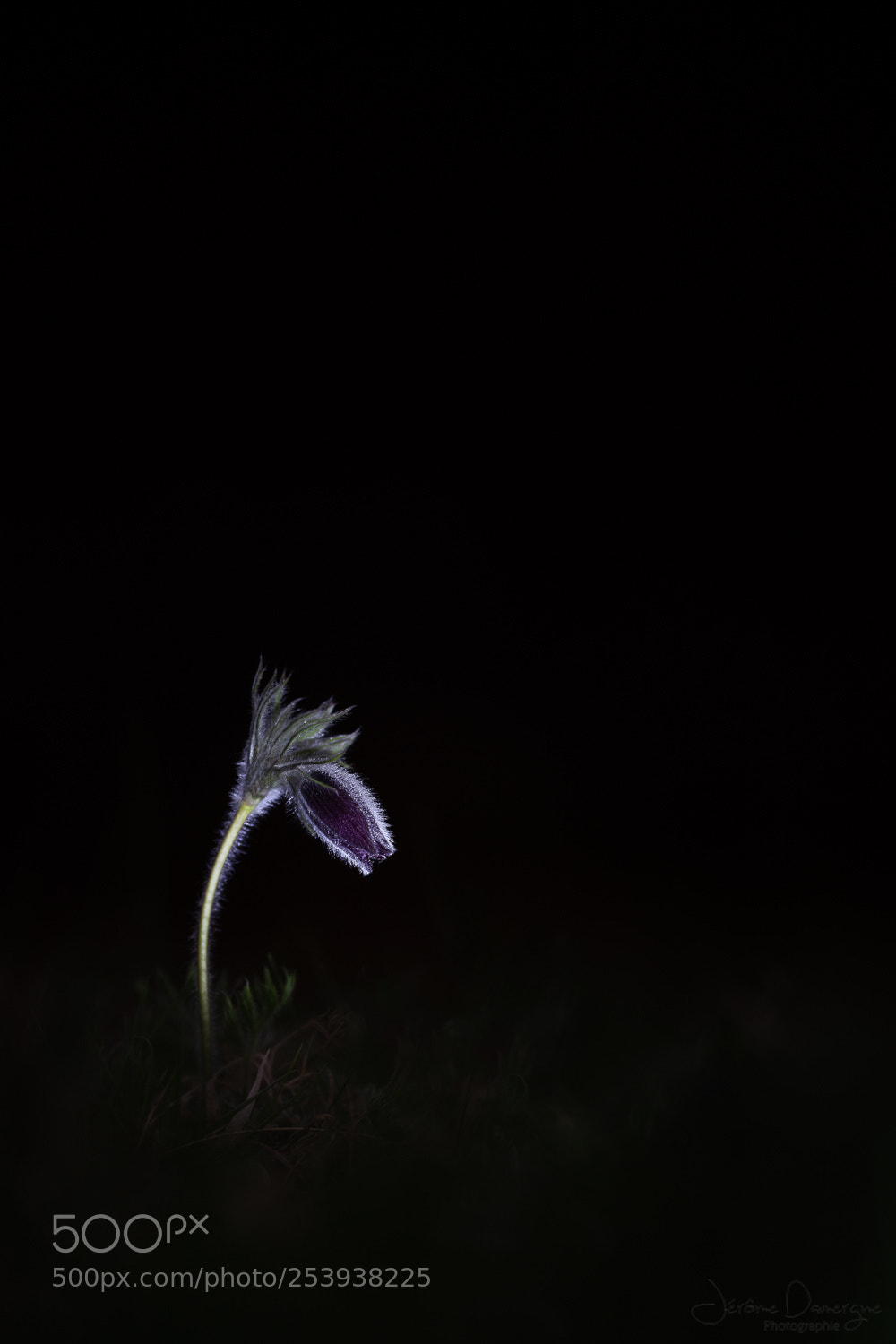 Nikon D810 sample photo. Dark flower photography