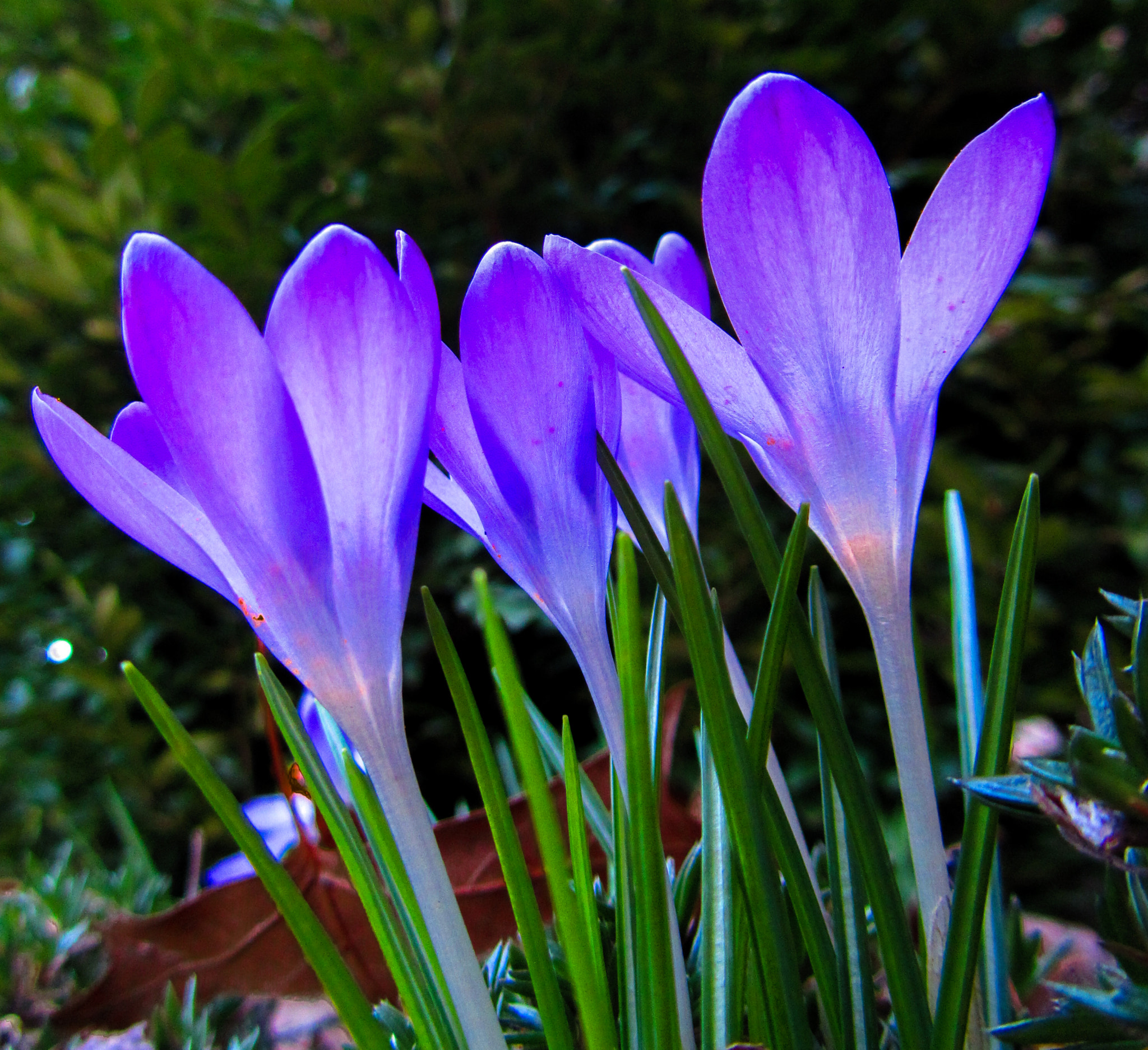 Canon PowerShot SX230 HS sample photo. Reaching for the sun photography